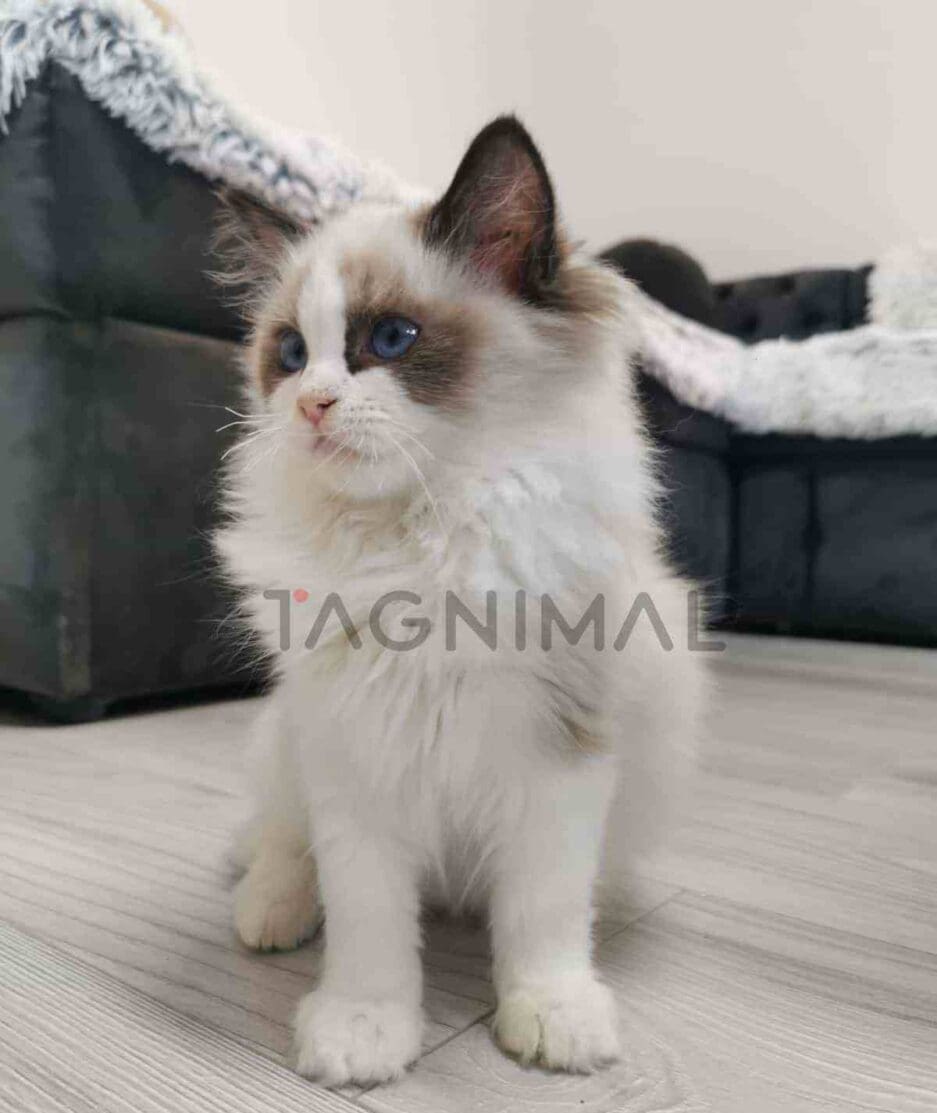 Ragdoll kitten for sale, cat for sale at Tagnimal