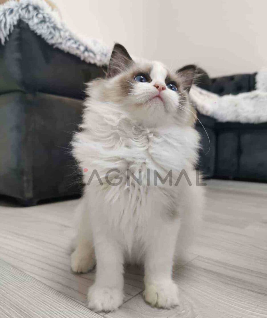 Ragdoll kitten for sale, cat for sale at Tagnimal