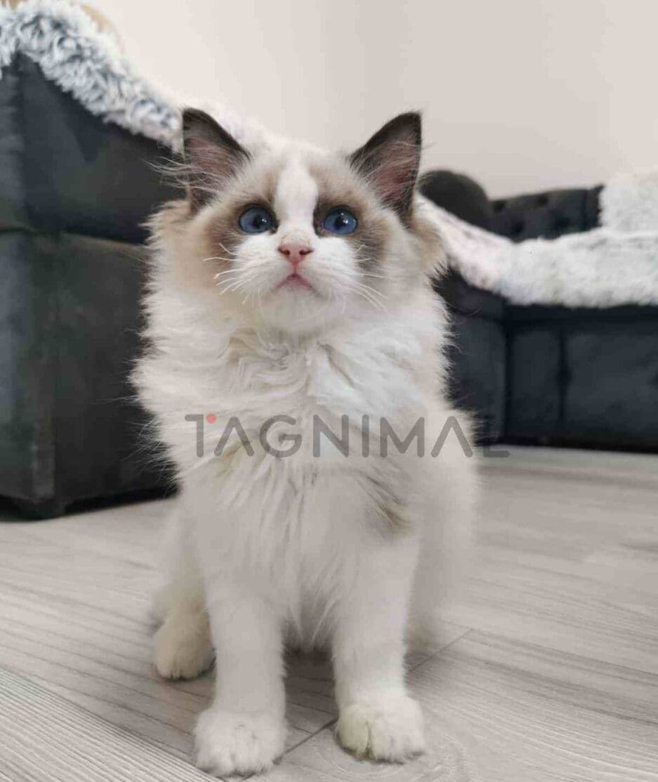 Ragdoll kitten for sale, cat for sale at Tagnimal