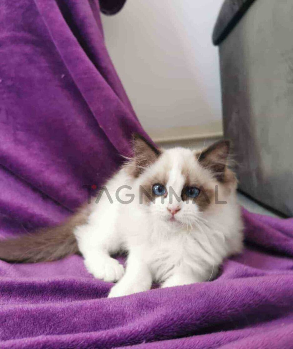 Ragdoll kitten for sale, cat for sale at Tagnimal