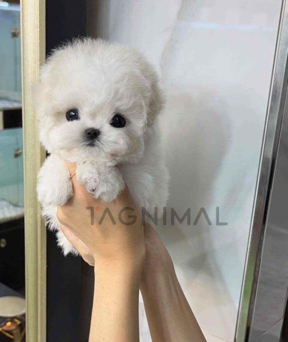 Bichon puppy for sale, dog for sale at Tagnimal