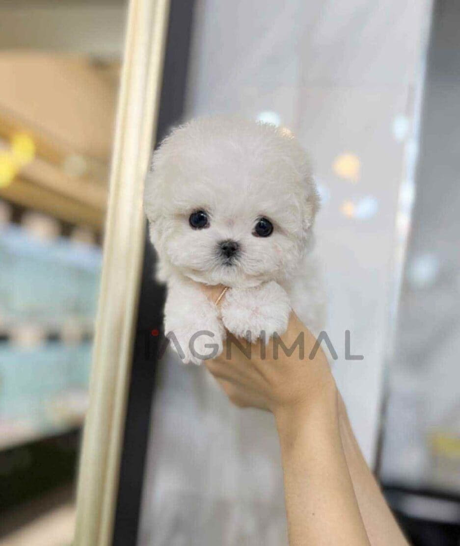 Bichon puppy for sale, dog for sale at Tagnimal