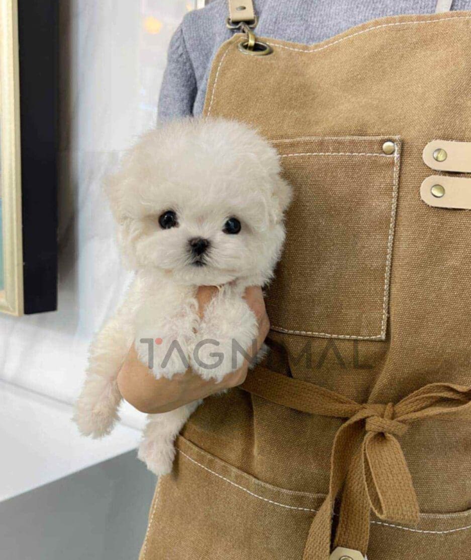 Bichon puppy for sale, dog for sale at Tagnimal