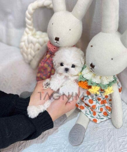 Bichon puppy for sale, dog for sale at Tagnimal