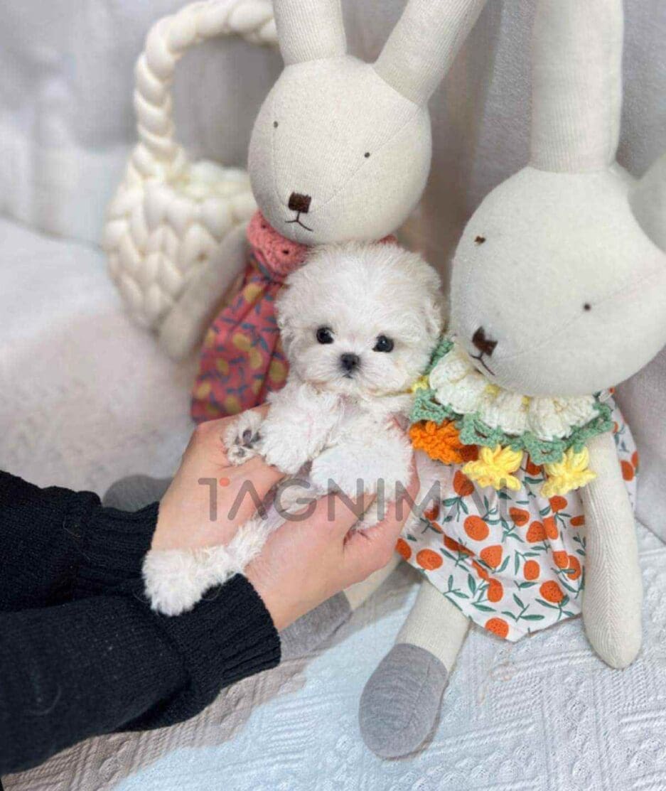 Bichon puppy for sale, dog for sale at Tagnimal