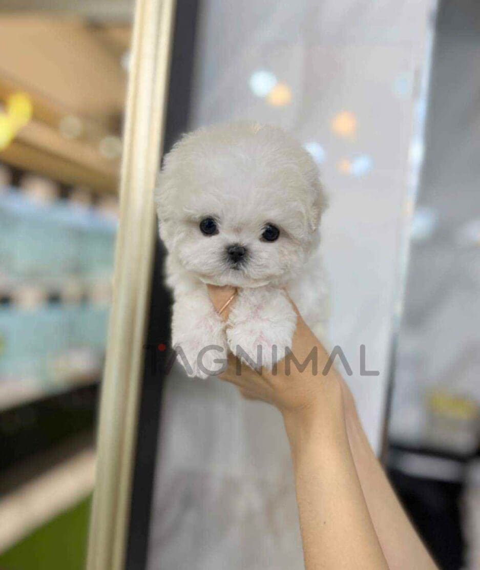 Bichon puppy for sale, dog for sale at Tagnimal