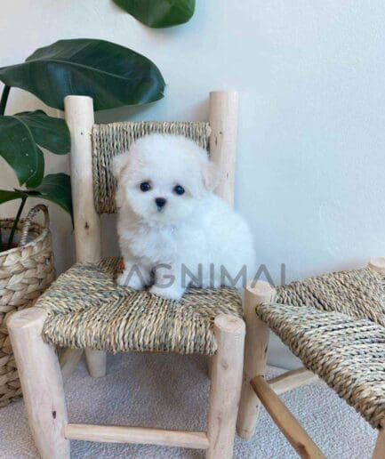 Bichon puppy for sale, dog for sale at Tagnimal