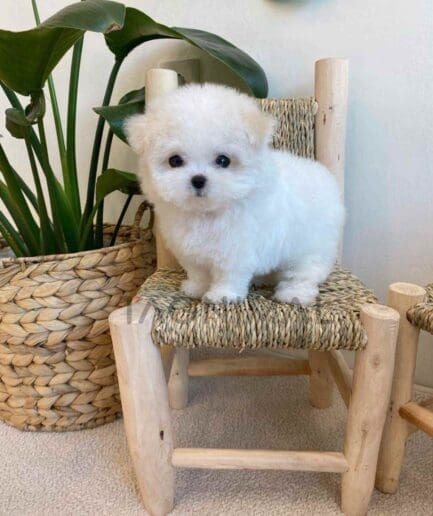 Bichon puppy for sale, dog for sale at Tagnimal