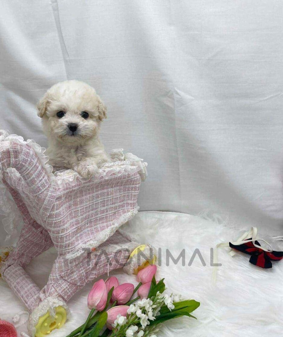 Bichon puppy for sale, dog for sale at Tagnimal