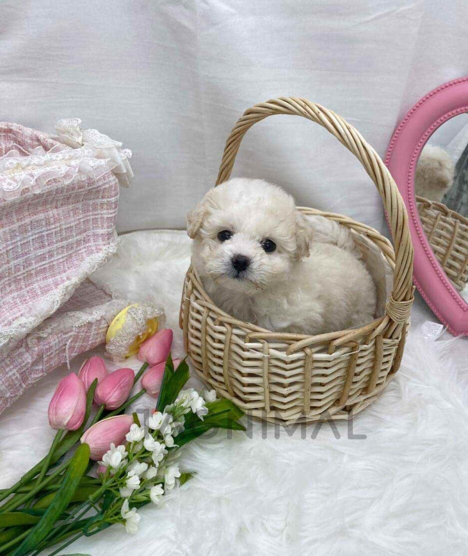 Bichon puppy for sale, dog for sale at Tagnimal