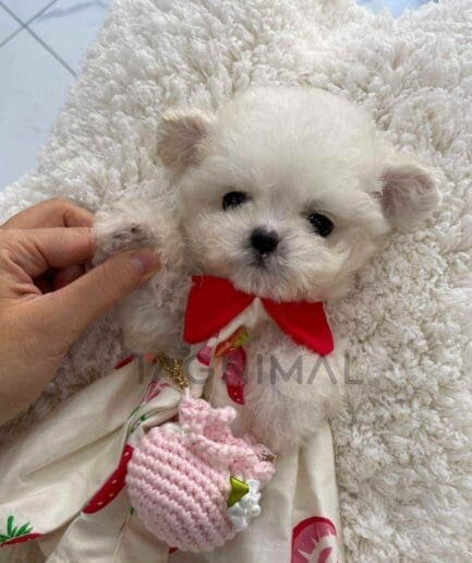 Bichon puppy for sale, dog for sale at Tagnimal