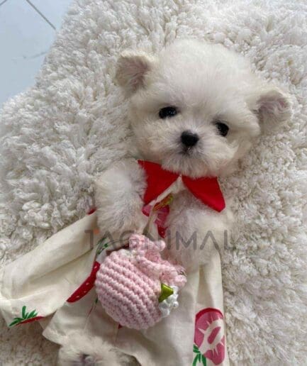 Bichon puppy for sale, dog for sale at Tagnimal