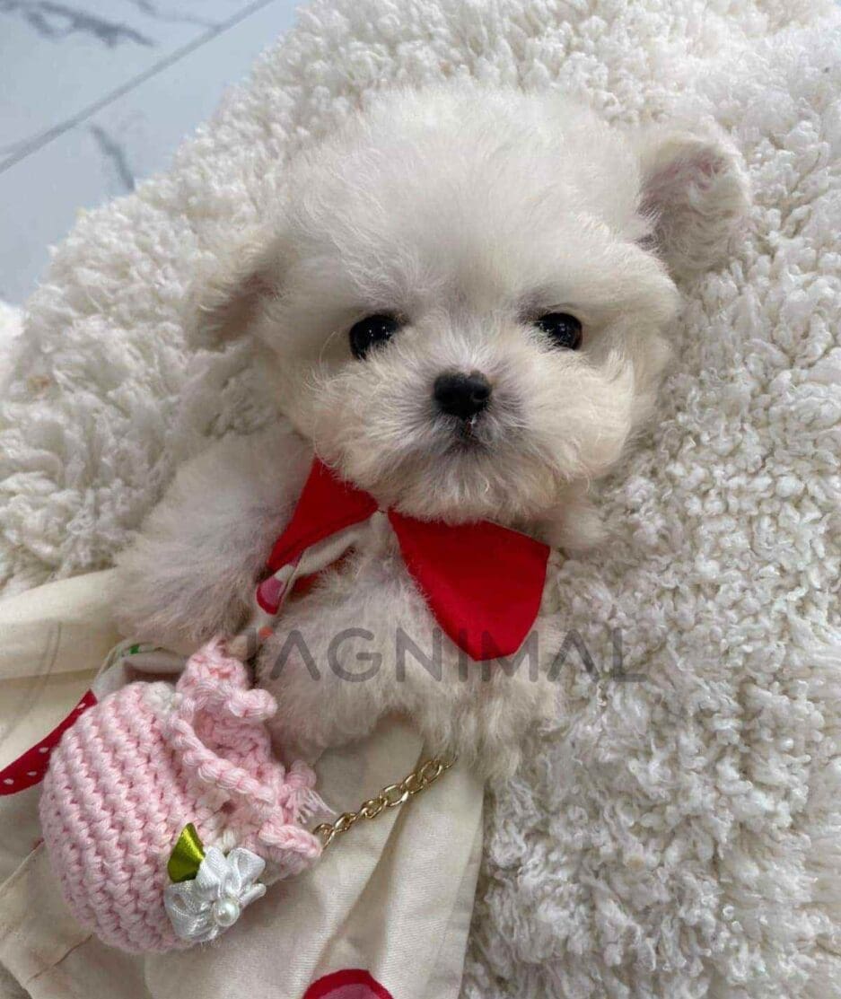 Bichon puppy for sale, dog for sale at Tagnimal