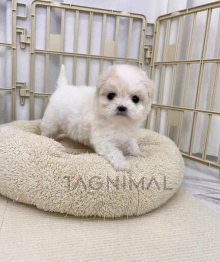 Bichon puppy for sale, dog for sale at Tagnimal