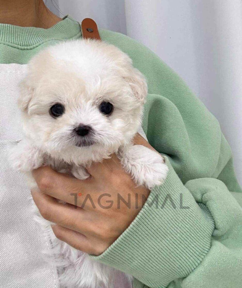 Bichon puppy for sale, dog for sale at Tagnimal