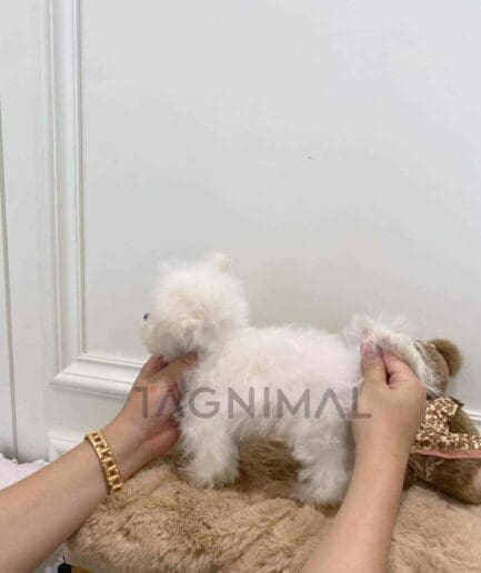 Bichon puppy for sale, dog for sale at Tagnimal