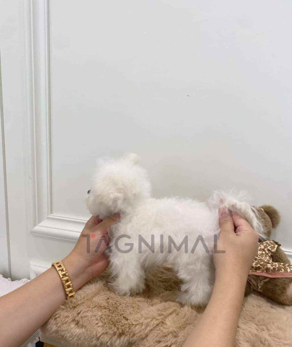 Bichon puppy for sale, dog for sale at Tagnimal