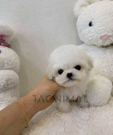 Bichon puppy for sale, dog for sale at Tagnimal