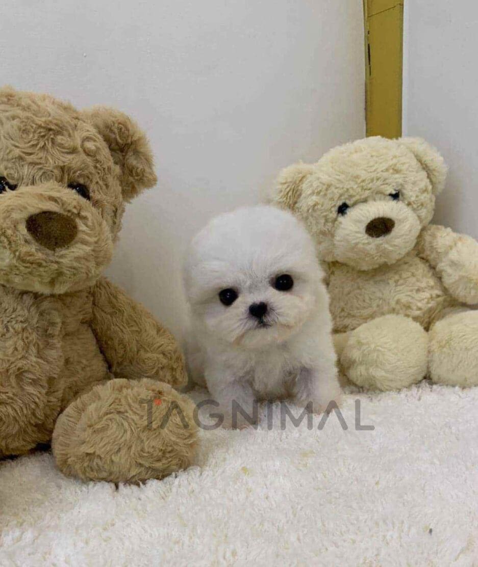 Bichon puppy for sale, dog for sale at Tagnimal