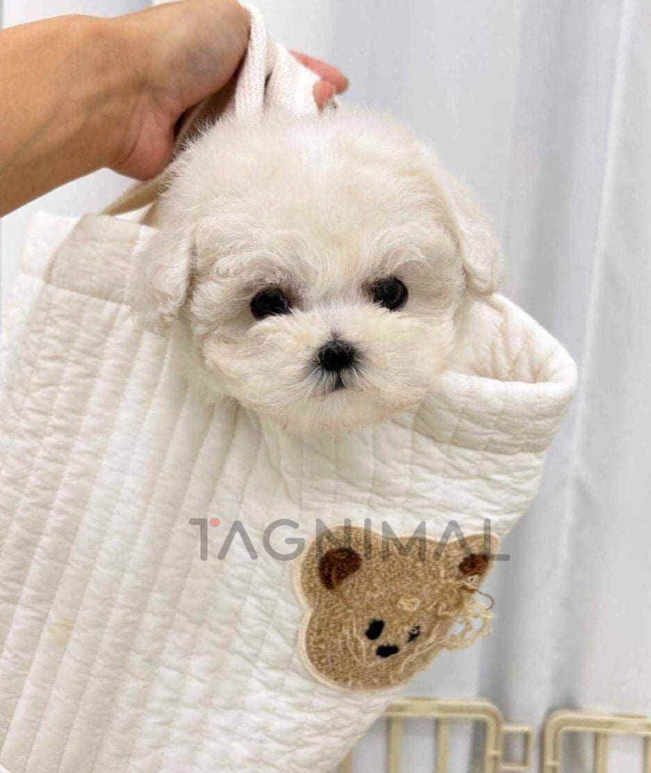 Bichon puppy for sale, dog for sale at Tagnimal