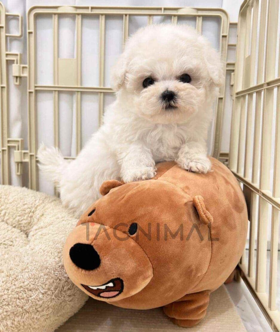 Bichon puppy for sale, dog for sale at Tagnimal