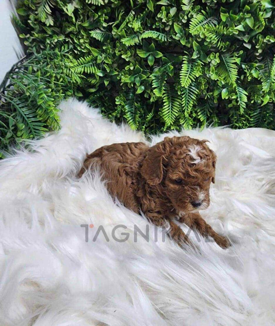 Cavapoo puppy for sale, dog for sale at Tagnimal