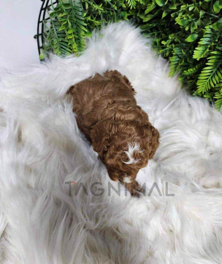 Cavapoo puppy for sale, dog for sale at Tagnimal