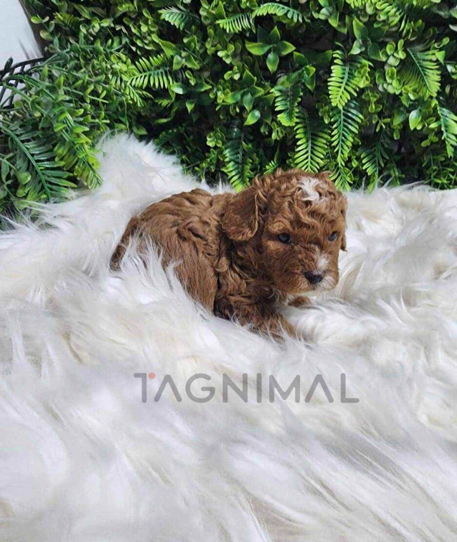 Cavapoo puppy for sale, dog for sale at Tagnimal