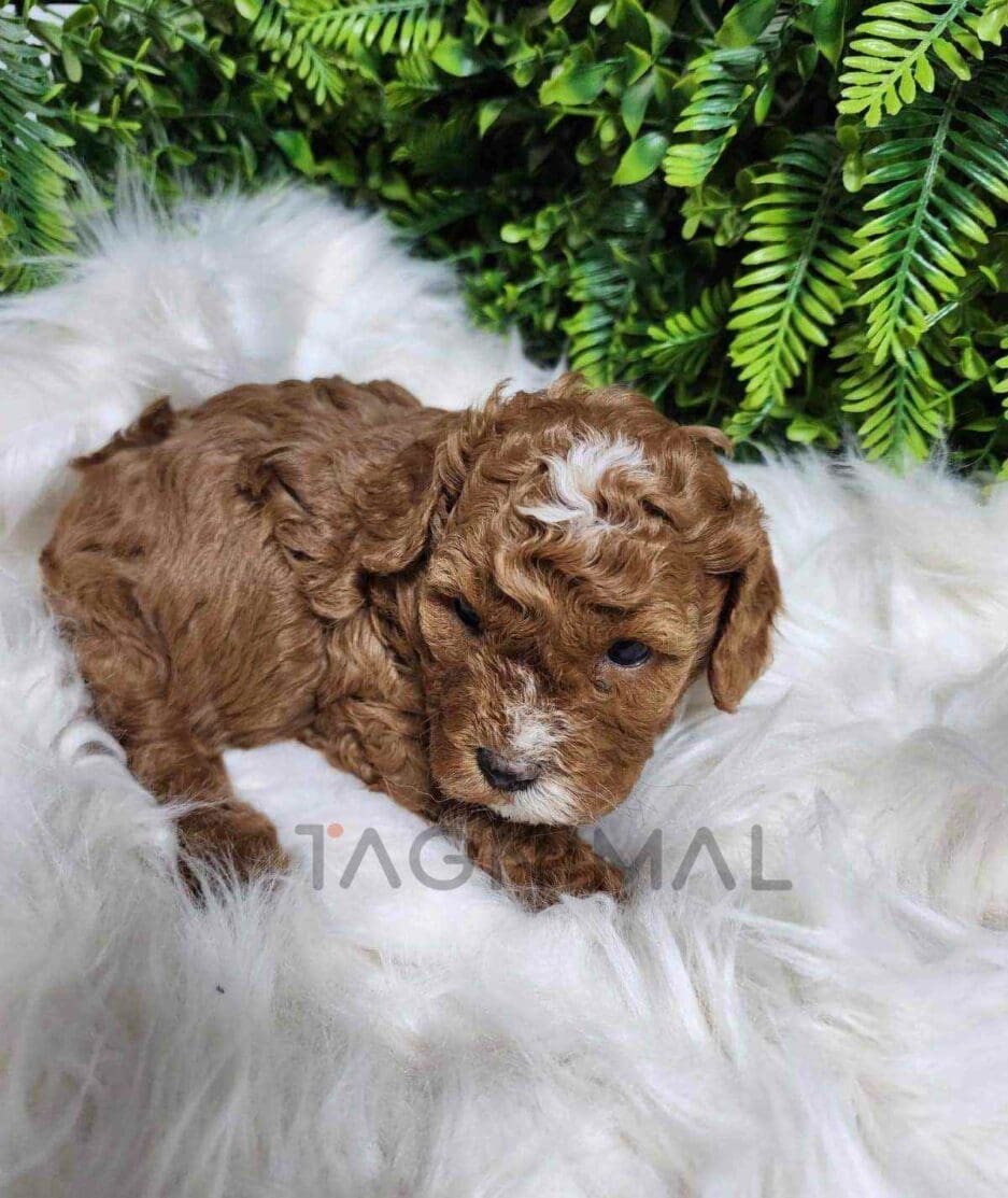 Cavapoo puppy for sale, dog for sale at Tagnimal