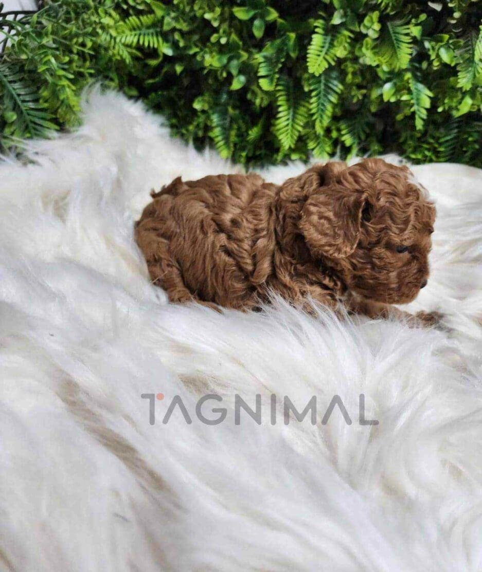 Cavapoo puppy for sale, dog for sale at Tagnimal