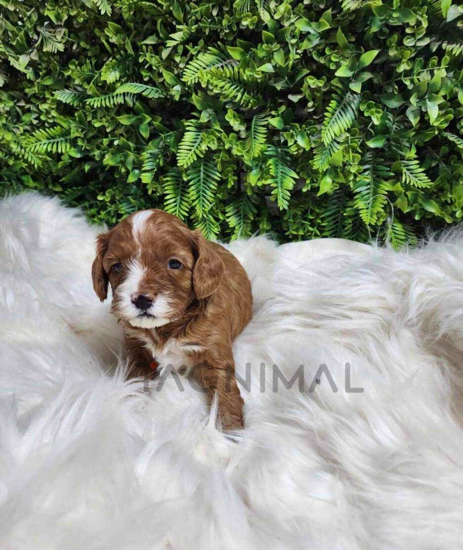 Cavapoo puppy for sale, dog for sale at Tagnimal