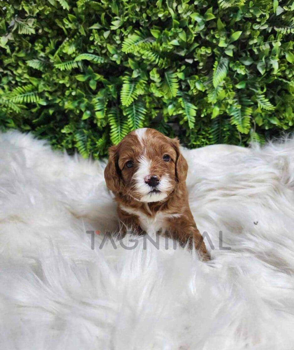 Cavapoo puppy for sale, dog for sale at Tagnimal