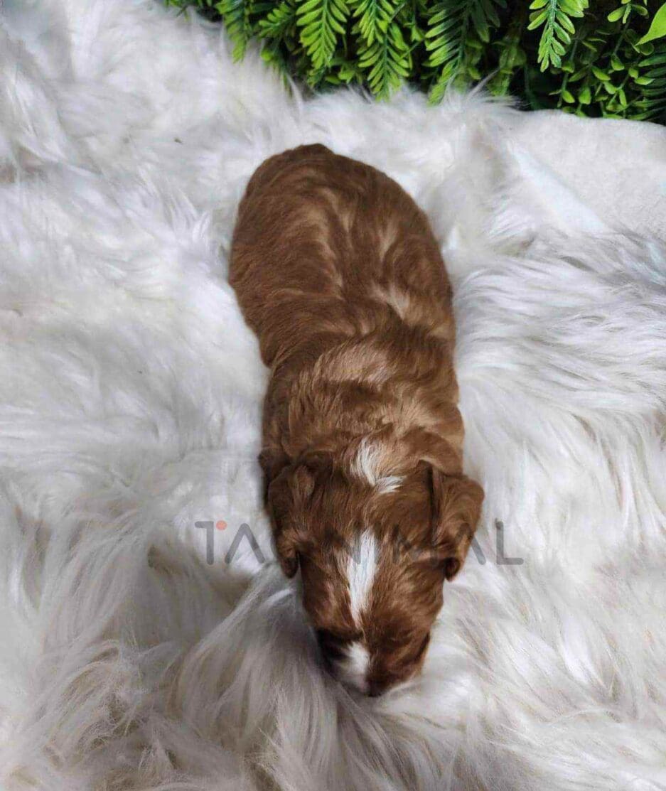 Cavapoo puppy for sale, dog for sale at Tagnimal