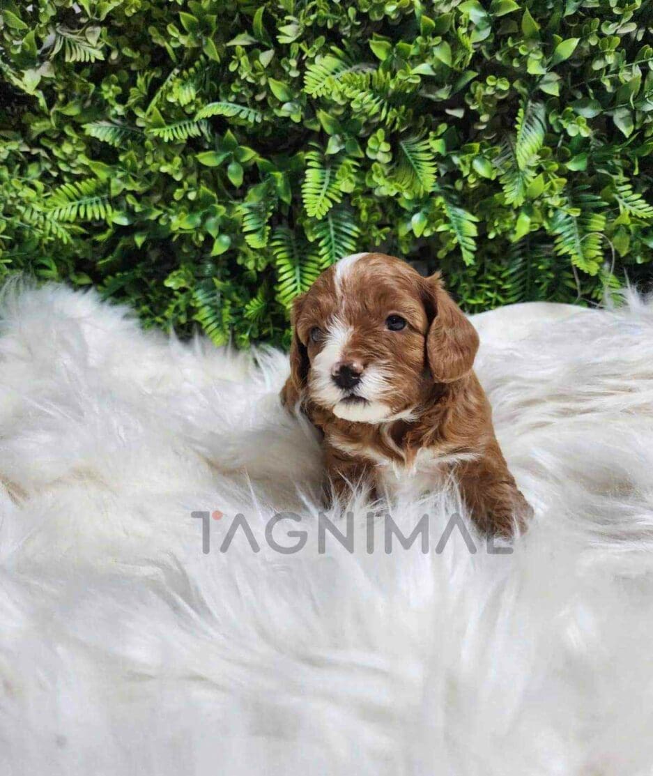 Cavapoo puppy for sale, dog for sale at Tagnimal