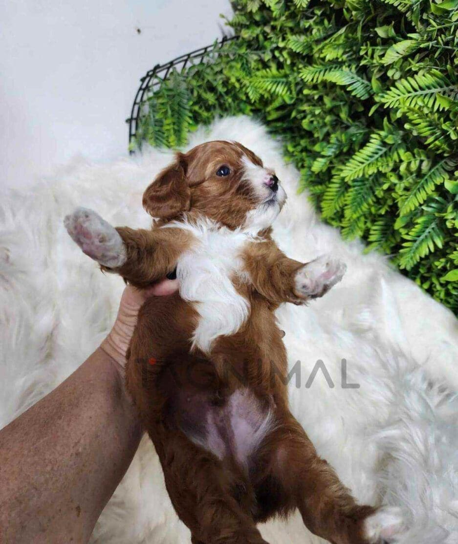 Cavapoo puppy for sale, dog for sale at Tagnimal