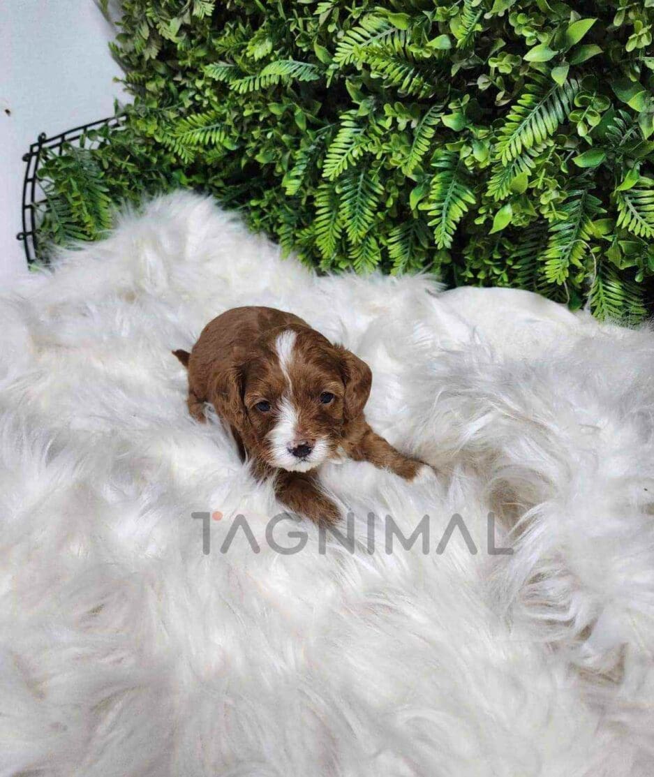 Cavapoo puppy for sale, dog for sale at Tagnimal