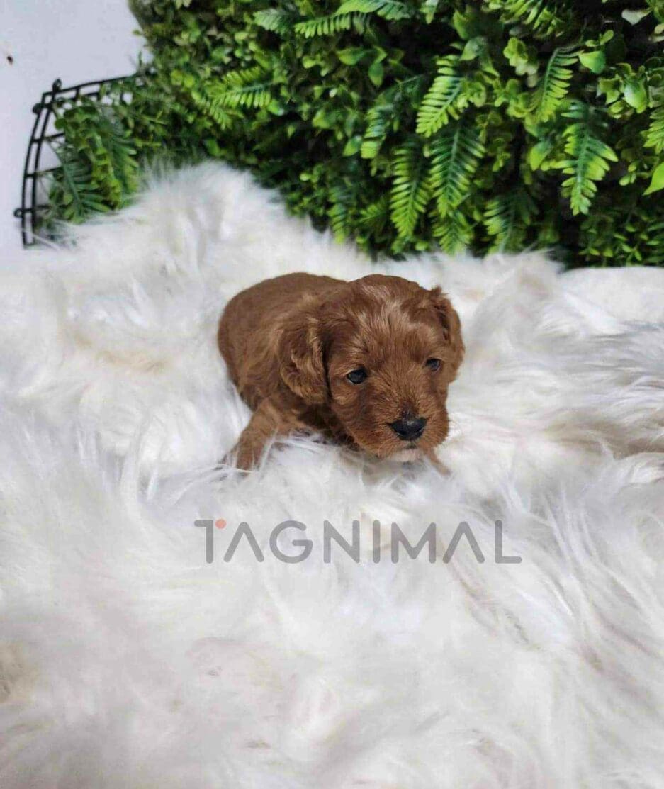 Cavapoo puppy for sale, dog for sale at Tagnimal