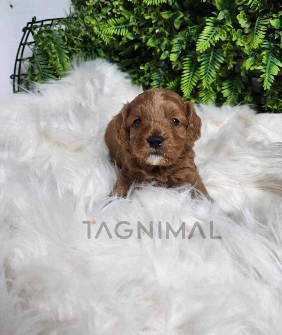 Cavapoo puppy for sale, dog for sale at Tagnimal