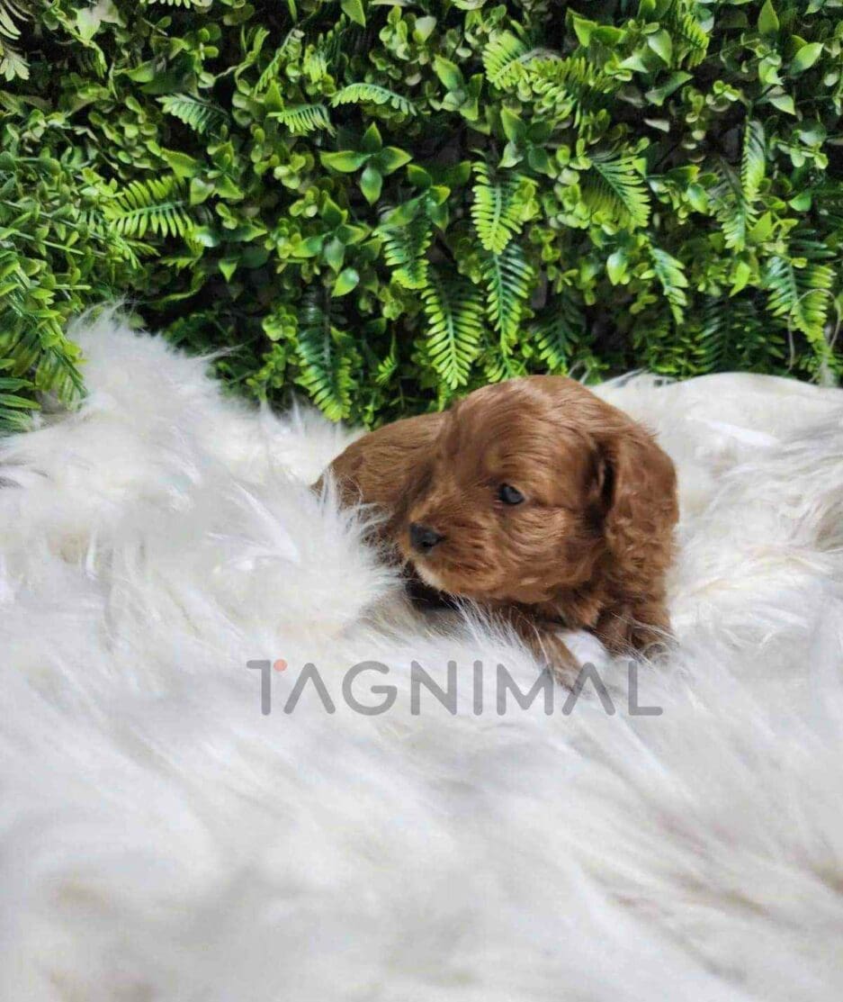 Cavapoo puppy for sale, dog for sale at Tagnimal