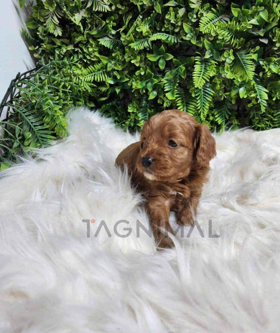 Cavapoo puppy for sale, dog for sale at Tagnimal