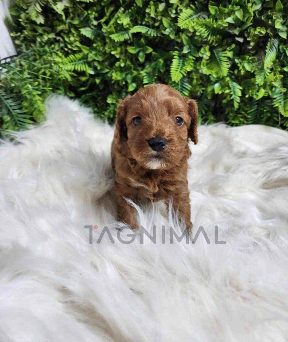 Cavapoo puppy for sale, dog for sale at Tagnimal