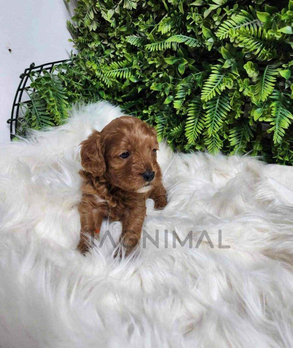 Cavapoo puppy for sale, dog for sale at Tagnimal