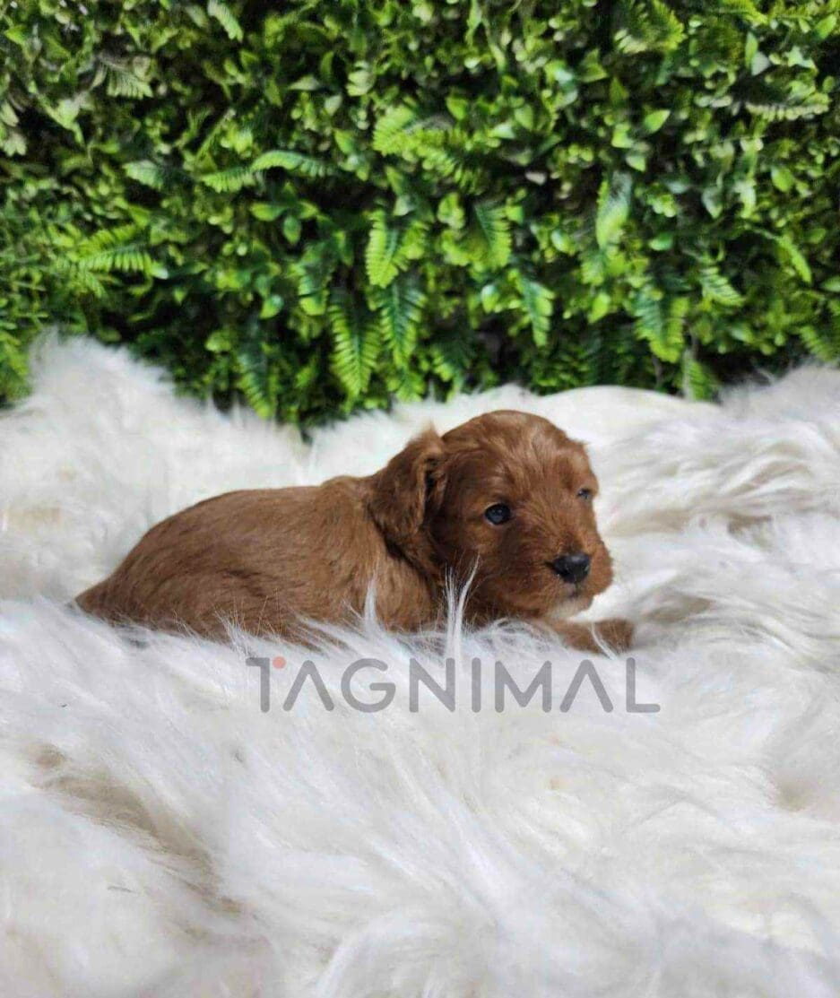 Cavapoo puppy for sale, dog for sale at Tagnimal