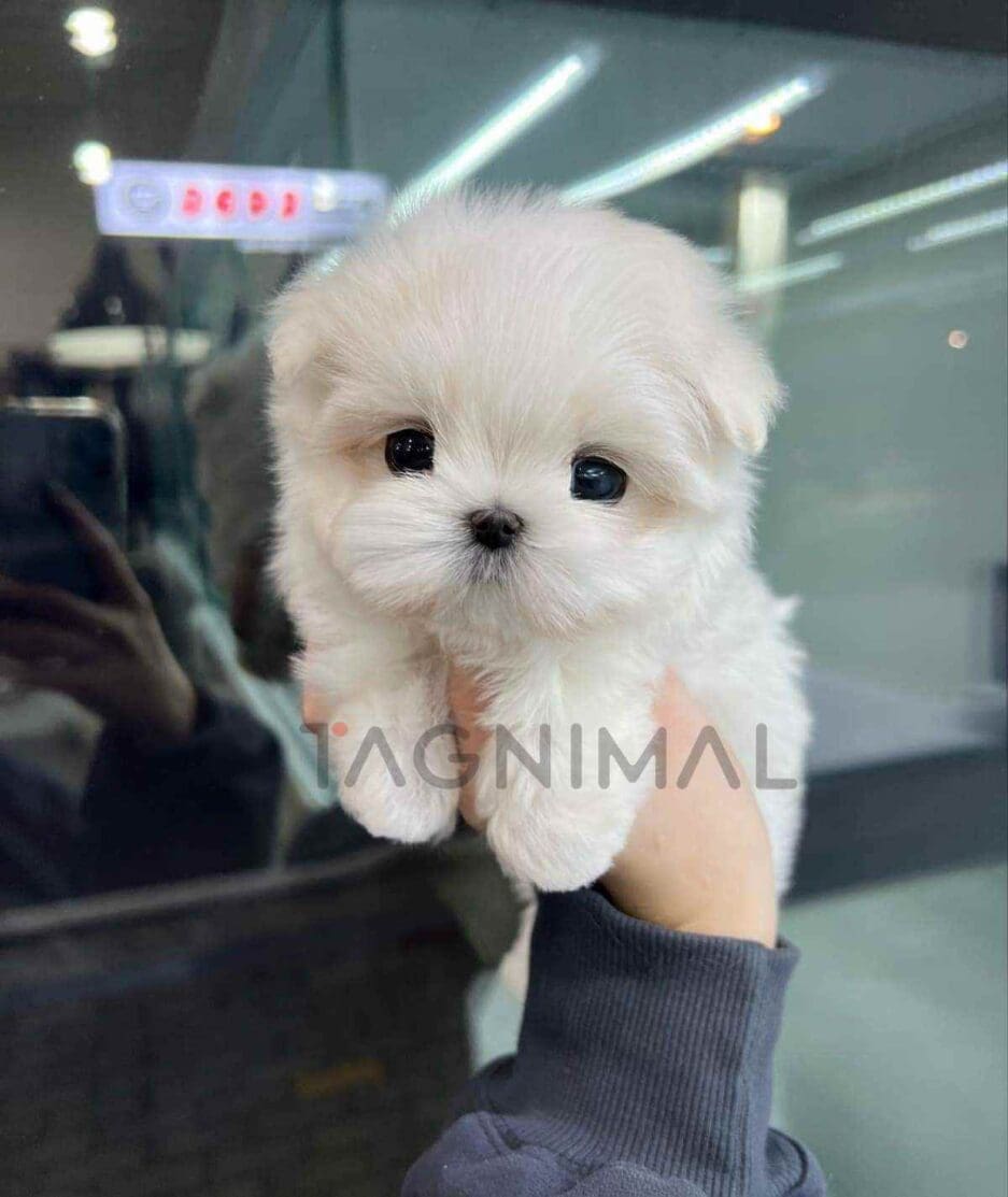 Maltese puppy for sale, dog for sale at Tagnimal