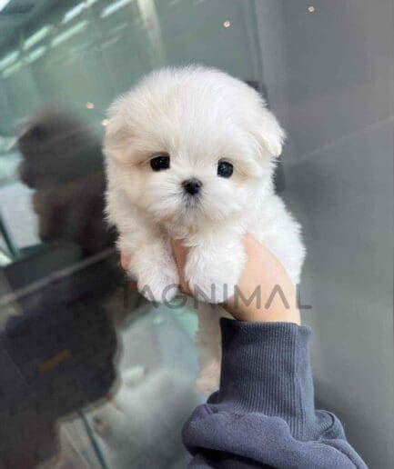 Maltese puppy for sale, dog for sale at Tagnimal