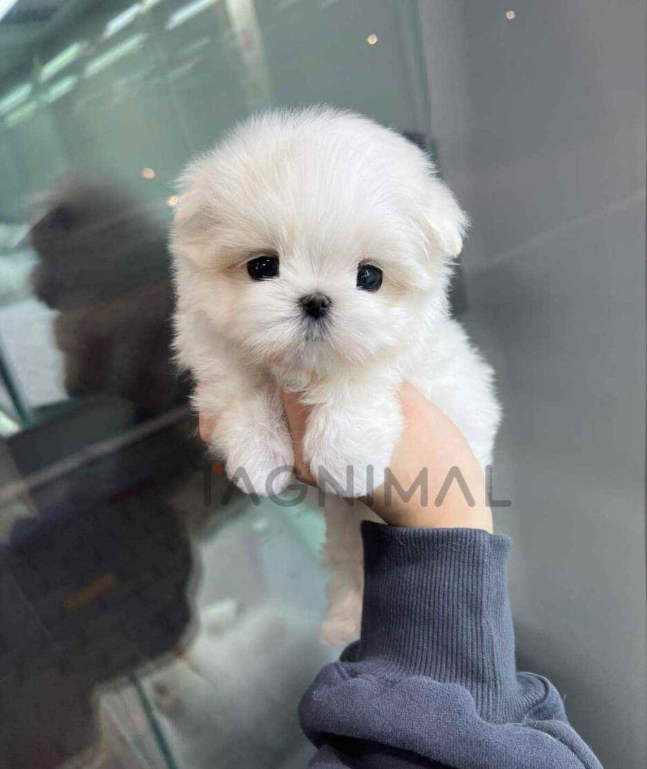 Maltese puppy for sale, dog for sale at Tagnimal