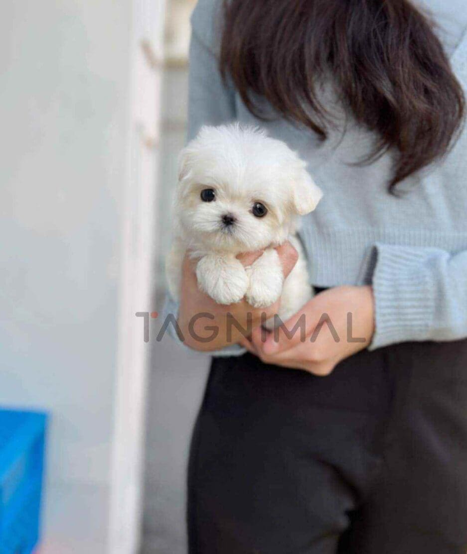 Maltese puppy for sale, dog for sale at Tagnimal