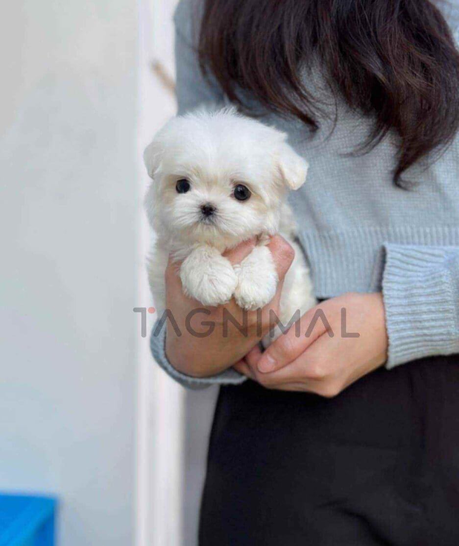 Maltese puppy for sale, dog for sale at Tagnimal