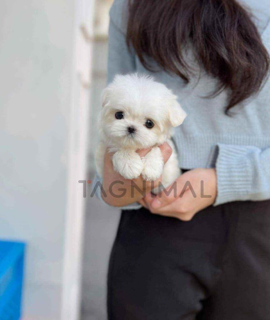 Maltese puppy for sale, dog for sale at Tagnimal