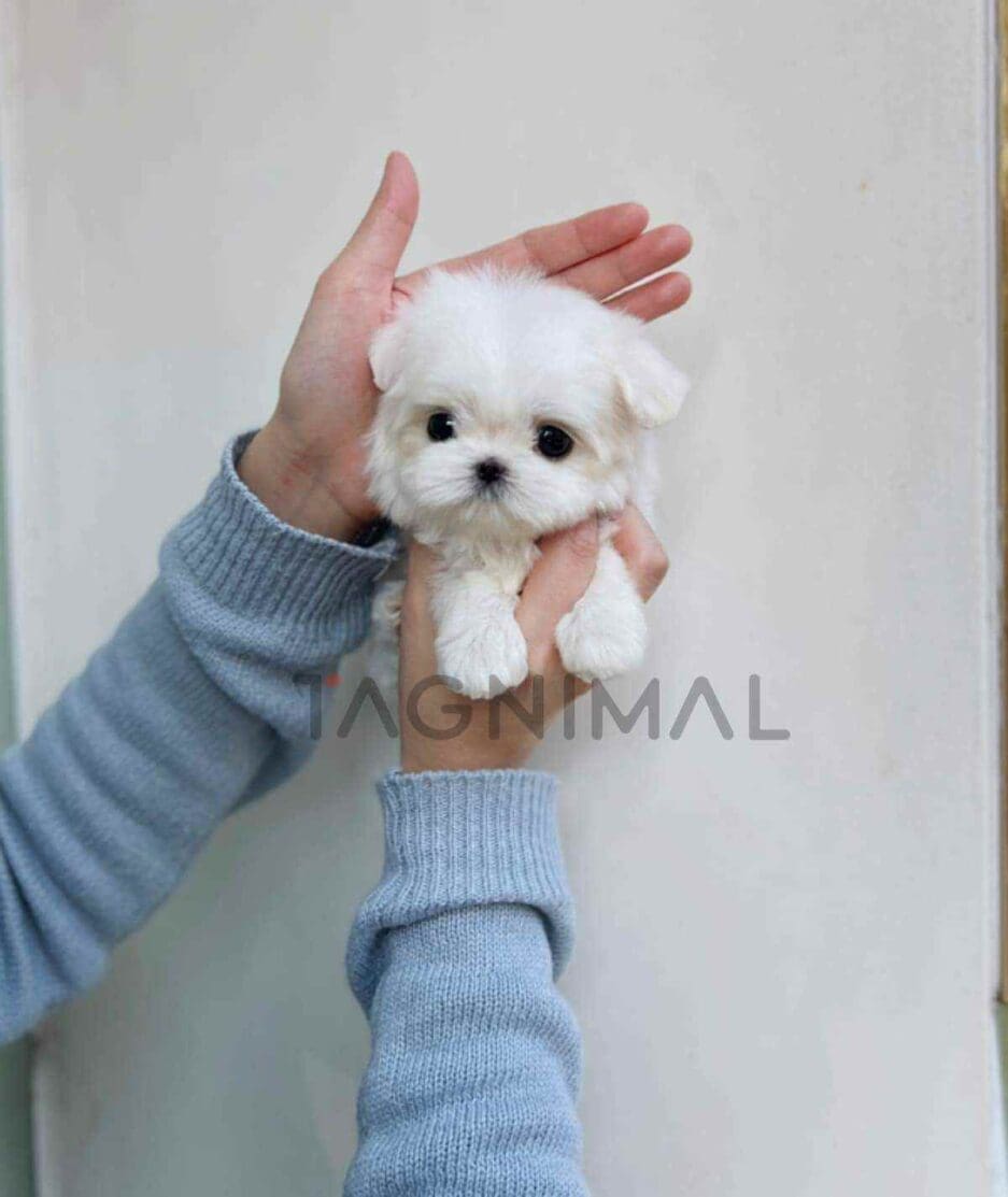 Maltese puppy for sale, dog for sale at Tagnimal